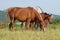 Arabian herd on pasture