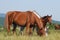 Arabian herd on pasture