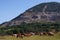 Arabian herd on pasture