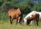 Arabian herd on pasture