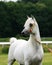 Arabian horse