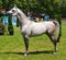 Arabian horse