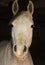 Arabian horse closeup of face inside a dark barn