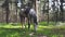 Arabian horse eats grass in the forest.