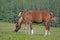 Arabian Horse and Filly