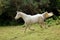 Arabian horse galloping down