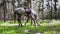 Arabian horse grazing in the forest.