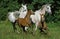 ARABIAN HORSE, MARES WITH FOALS GALLOPING THROUGH MEADOW
