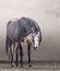 Arabian horse in mist in cloudy weather