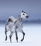 Arabian horse in motion on snow field