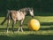 Arabian horse playing ball on green grass