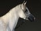 Arabian Horse, portrait of a white stallion with bridle in dark stable background