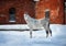 Arabian horse posing near old brick wall of old-time barn in winter