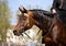 Arabian horse with rider