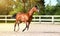 Arabian horse run gallop in sand. A brown thoroughbred sports stallion. Summer light. Front view. Equestrian sport