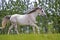 Arabian Horse running