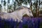 Arabian horse running free on a flower meadow.