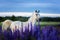 Arabian horse running free on a flower meadow.