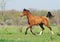 Arabian horse running trot on pasture