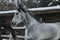 Arabian horse  runs  in the snow in the paddock