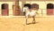 Arabian Horse in a sandy ranch