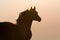 Arabian horse silhouette on the golden sky