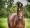 Arabian horse in soft summer rain, looking at the viewer