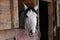 Arabian horse in stall