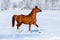 Arabian horse trot in winter.