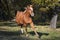 Arabian Horse Trotting at Liberty in the Woods