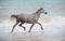 Arabian horse trotting in the sea water