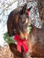 Arabian horse wearing a Christmas wreath