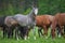 arabian horses on the pasture