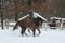 Arabian horses plays  in the snow in the paddock