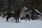 Arabian horses plays  in the snow in the paddock