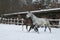Arabian horses rotting in the snow