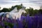 Arabian horses running free on a flower meadow.