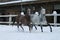 Arabian horses runs  in the snow in the paddock against a winter stable