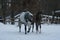 Arabian horses walk  in the snow in the paddock