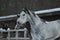 Arabian horses winter portrait. head