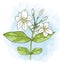 Arabian jasmine Flower painting