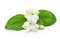 Arabian jasmine, jasmine tea flower