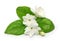 Arabian jasmine, jasmine tea flower