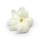 Arabian jasmine, jasmine tea flower