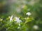 Arabian jasmine, Jasminum sambac, Oleaceae white flower cool fragrance blooming in garden on blurred nature background, Motherâ€™s