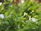 Arabian jasmine, Jasminum sambac, Oleaceae white flower cool fragrance blooming in garden on blurred nature background, Motherâ€™s