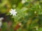 Arabian jasmine, Jasminum sambac, Oleaceae white flower cool fragrance blooming in garden on blurred nature background, Motherâ€™s