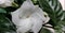 Arabian jasmine macro in full bloom