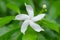 Arabian jasmine, Sampaguita jasmine