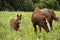 Arabian Mare with foal